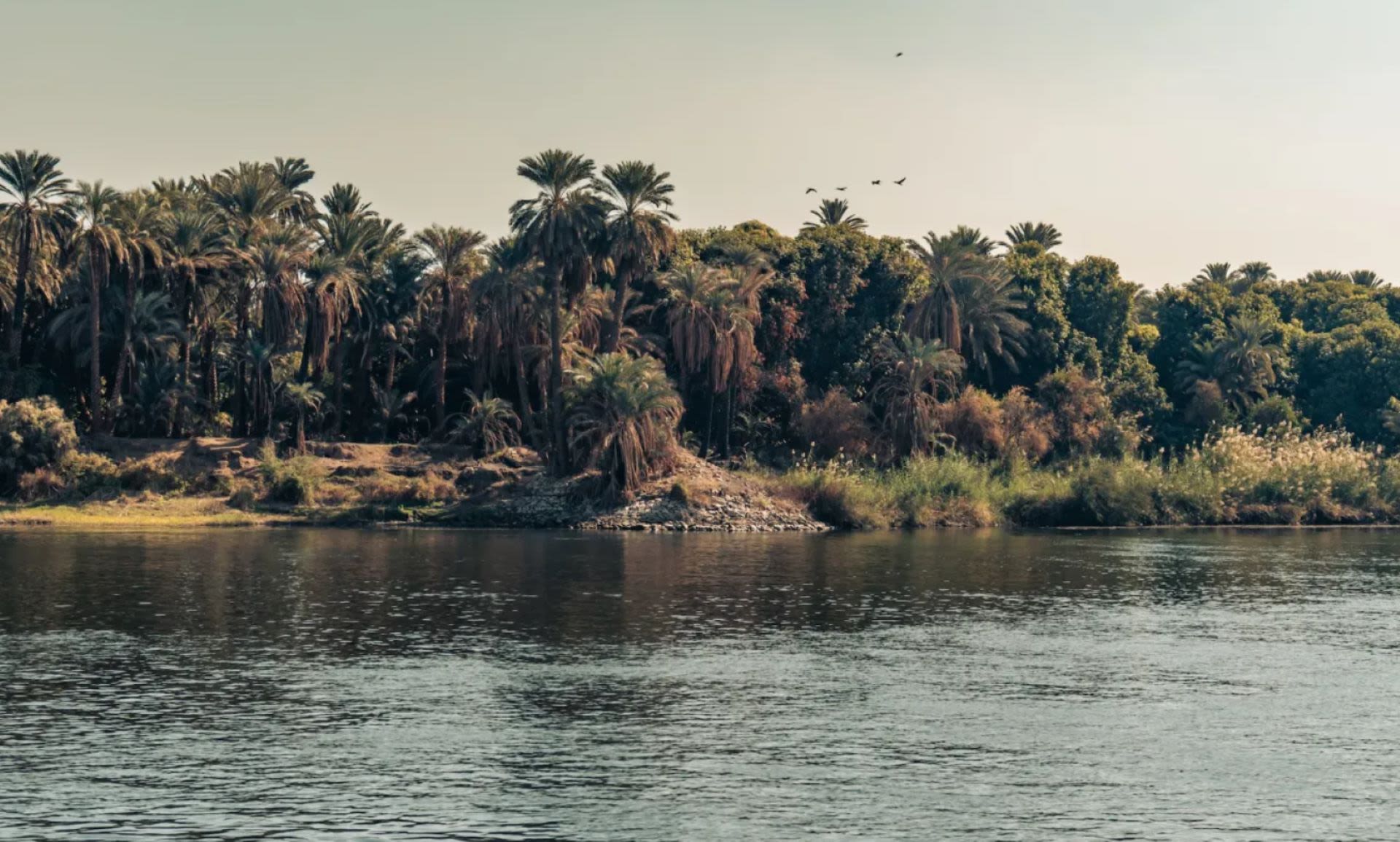 Researcher finds microplastics in digestive tracts of fish from Nile River — here's why it's concerning