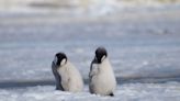 Emperor penguin colonies discovered by scientists through bird poop on satellite imagery