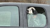 El aumento del calor hace que sea aún más riesgoso dejar mascotas en los coches