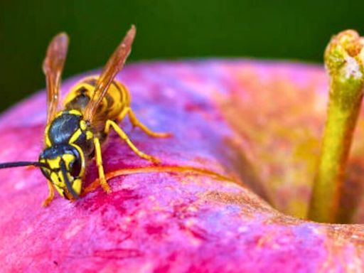 Get rid of wasps in your home in 5 minutes using an ‘easy’ to make homemade trap