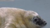 Rescued Blind Seal Gives Birth to Her Very First Pup at Brookfield Zoo