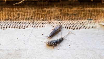 ¿Qué es el pececillo de plata?: los daños que puede ocasionar y cómo combatir este pequeño insecto