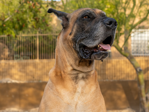 Great Dane Greets His Dad’s Girlfriend in the Sweetest Way Possible