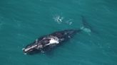 Doing right by whales: Groups urge NOAA to enforce boat speed rules off Georgia Coast