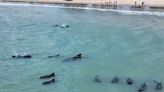 Una veintena de ballenas piloto quedan varadas cerca de una playa en el noreste de Brasil