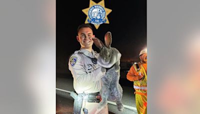 CHP rescues giant rabbit along Santa Cruz County highway