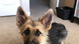 Adult German Shepherd will never outgrow puppy body due to rare condition