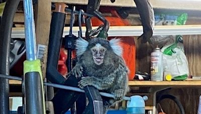 Caught Old Saybrook monkey highlights dangers of owning exotic pets in state