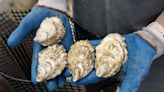 Food Inspection Agency investigating after parasite found in P.E.I. oysters