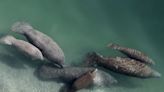 Florida manatees face starvation, though fewer have died this year