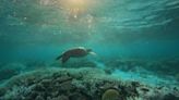 "Como incendios forestales bajo el agua": la Gran Barrera de Coral en Australia registra su peor verano mientras la muerte de corales arrasa el planeta