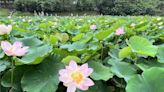 帶媽媽來看花！白河蓮花盛開 黃偉哲推農村輕旅行