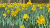 NC rescuers warn about difficult hiking trail to ‘magical’ wild daffodil field