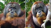 Orangutan in Indonesian rainforest treats own facial wound, say researchers: ‘Appeared intentional’