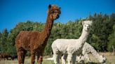 Alpaca farm closed down to Covid-19 could reopen as new plan emerges