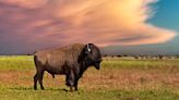 Despite recent goring attacks, National Park tourists continue to harass bison