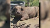 ‘Where’s Moochi?’: 900-pound water buffalo missing in Colorado