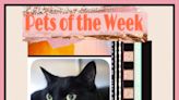 Pets of the Week: Staying home this weekend? These pets think you should save your gas money for treats