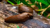 UK gardens are overwhelmed by slugs after wet spring