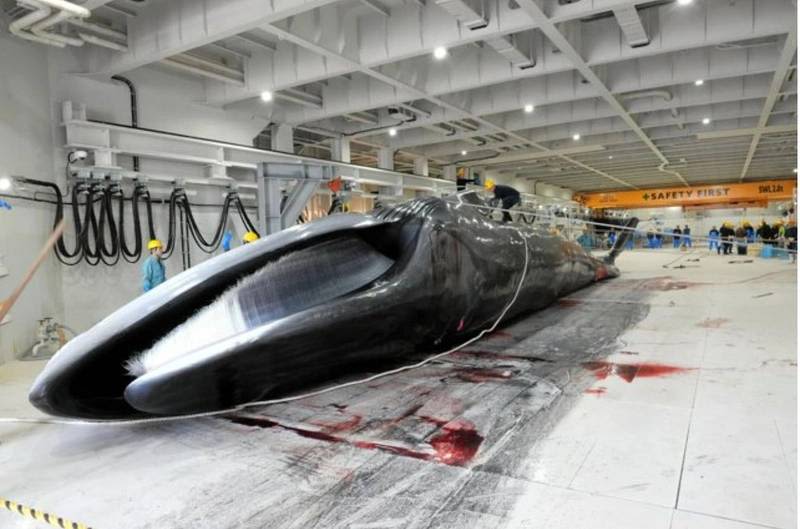 Japan Kills First Fin Whale in Commercial Whaling Program