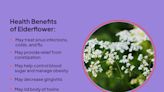 Health Benefits of Elderflower (Sambucus nigra)