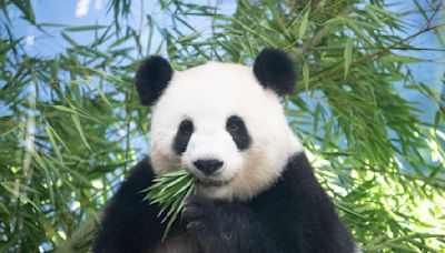 Es zwickt und kneift - Berliner Panda-Dame ist trächtig