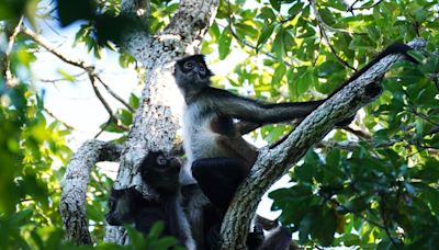 Calor extremo en México provoca muerte de 157 monos aulladores en sureste de México - La Opinión