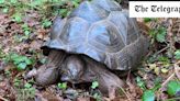 Man, 56, in court over giant tortoises found dead in forest