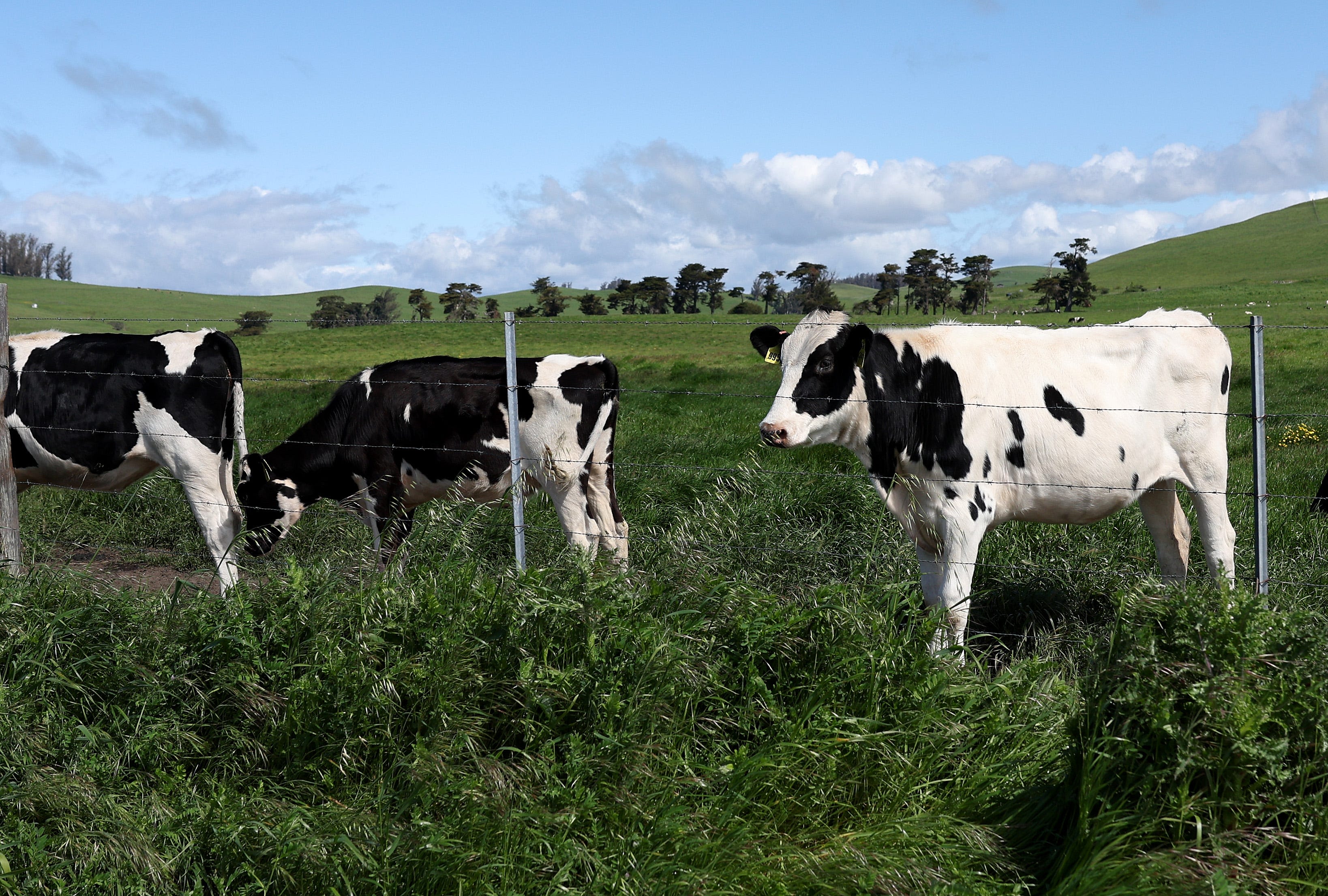 Michigan farmworker is second US case of bird flu likely transmitted from cow to human