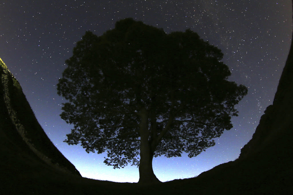 2 men are charged with cutting down famous 150-year-old tree near Hadrian’s Wall in England