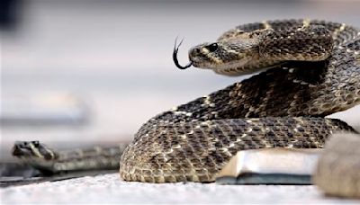 Sssnake! What to know during Virginia’s Snake Season