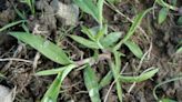 Garden Talk: What should I do about crabgrass?