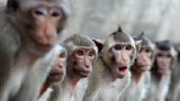 How a Cambodian monkey-smuggling ring could worsen U.S. lab shortages