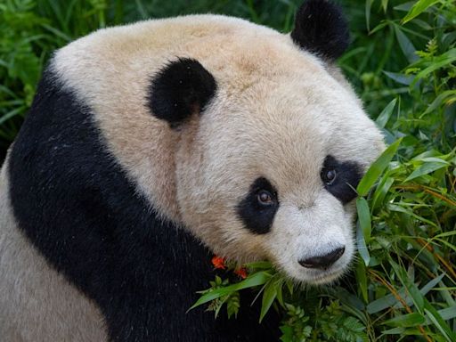 San Diego Zoo’s new giant pandas make their public debut