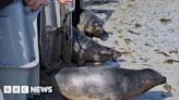 GSPCA releases final three rescued seal pups back into wild