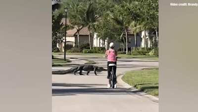 WATCH: Close encounter between massive alligator and bicyclist in Florida