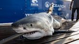 Where did 1,225-pound great white shark Umi go? OCEARCH, FL scientists find answers in washed up tag