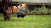 Peoria woman submits backyard chicken proposal to city