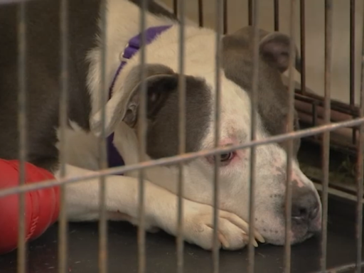 Dogs at risk of euthanasia at overcrowded NJ animal shelter, adoption fees waived