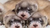 Phoenix Zoo seeks help naming 21 newborn, endangered black-footed ferrets