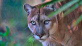 How experts are trying to save the Florida panther