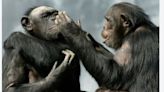 Los chimpancés comparten turno en las conversaciones, similares a como hacemos los humanos