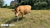 Man riding Jersey cow 'unacceptable and shocking', farmer says