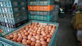 蛋價創新低卻沒人買 農業部長點關鍵