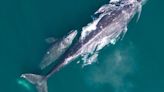 NOAA announces 33% increase in gray whale numbers