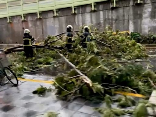 13縣市雨彈狂炸！北市路樹倒塌阻通行