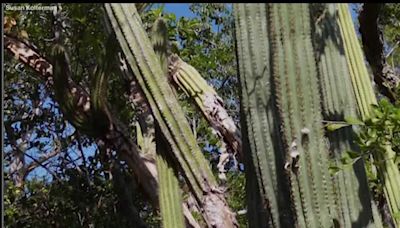 Key Largo Tree Cactus is now extinct due to sea level rise