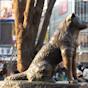 Hachiko Japan