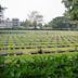 Kanchanaburi War Cemetery