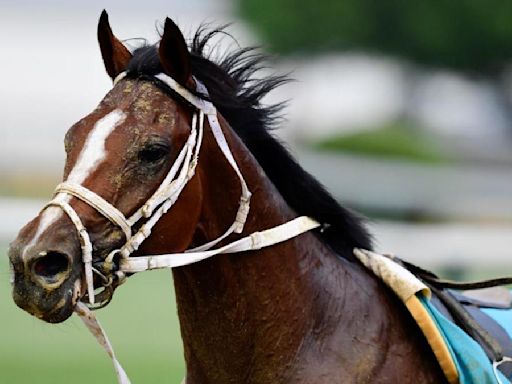 2024 Preakness Stakes horses, futures, odds, date: Expert who hit last year's superfecta gives picks